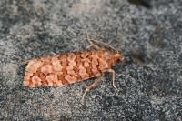 Lozotaeniodes formosana
