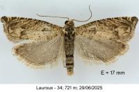 Pelochrista caecimaculana
