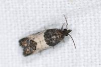 Spilonota ocellana