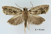 Zeiraphera isertana
