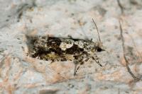 Zeiraphera isertana