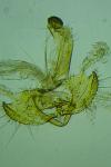 Coleophora congeriella