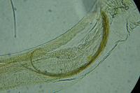 Coleophora congeriella