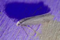 Agnoea josephinae