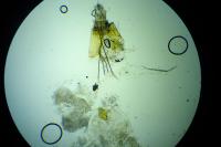 Agnoea josephinae