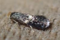 Ectoedemia pubescivora