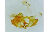 Coleophora alcyonipennella