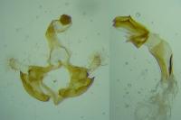 Coleophora wockeella