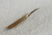 Coleophora wockeella