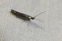 Coleophora alcyonipennella