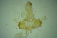 Coleophora zelleriella