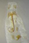 Coleophora zelleriella