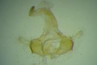 Coleophora zelleriella