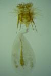 Cnephasia stephensiana