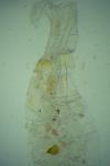 Batia lunaris
