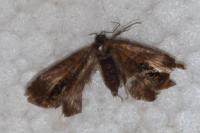 Olethreutes arcuella