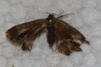 Olethreutes arcuella