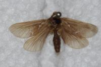 Korscheltellus lupulinus