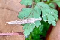 Ypsolopha mucronella
