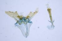 Nematopogon swammerdamella