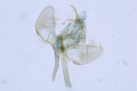 Swammerdamia pyrella