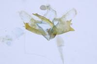 Coleophora striatipennella
