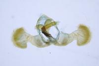 Dichrorampha aeratana
