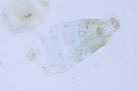 Phyllonorycter coryli