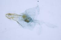Cochylidia rupicola