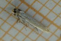 Coleophora congeriella
