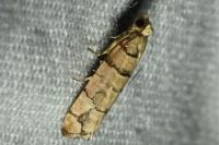 Pseudococcyx tessulatana