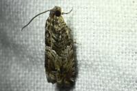 Cydia fagiglandana/splendana