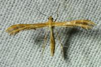 Oxyptilus distans