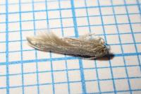 Coleophora lassella