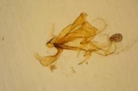 Coleophora lassella