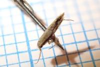 Bucculatrix bechsteinella