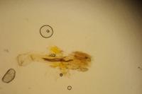 Bucculatrix bechsteinella
