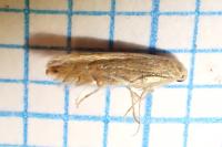 Phyllonorycter quercifoliella