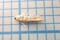 Phyllonorycter quercifoliella