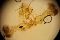 Grapholita lobarzewskii
