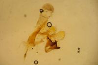 Coleophora serratella