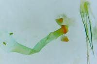 Sorhagenia rhamniella