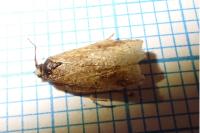 Acleris ferrugana