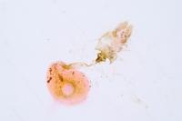 Acleris ferrugana