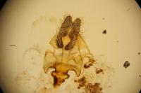 Acleris ferrugana