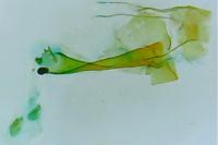Epicallima formosella