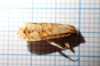 Lozotaeniodes formosana