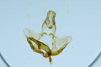 Lozotaeniodes formosana