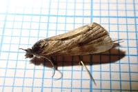 Diurnea lipsiella