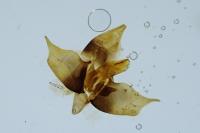 Diurnea lipsiella